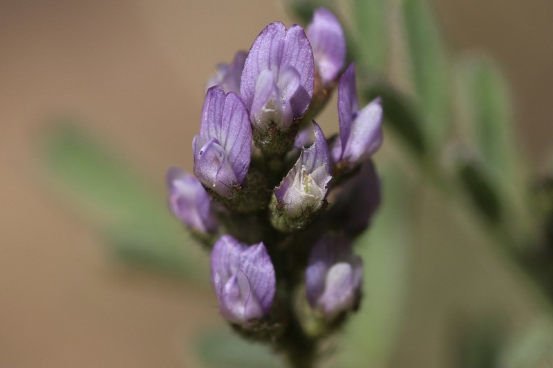Gambel's Dwarf Milkvetch photo 5