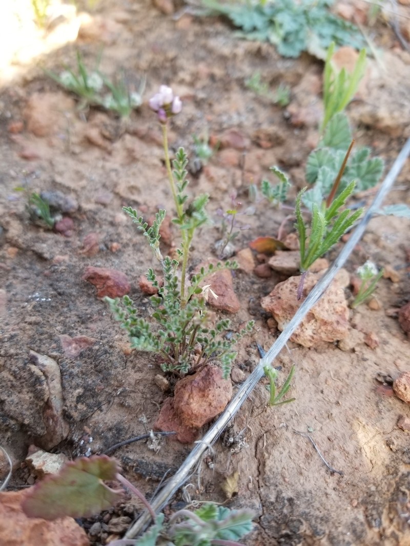 Gambel's Dwarf Milkvetch photo 6