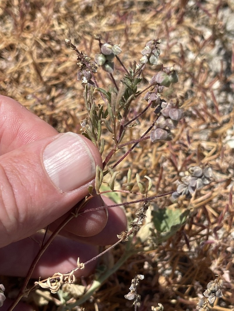 Gambel's Dwarf Milkvetch photo 7