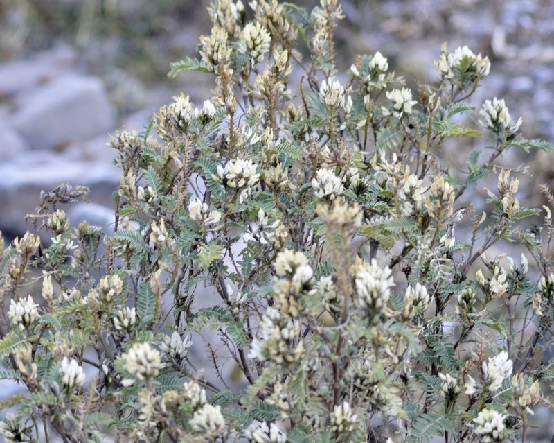 Astragalus garbancillo