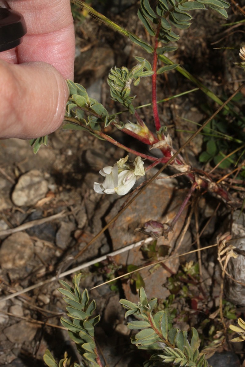 Astragalus garbancillo photo 2