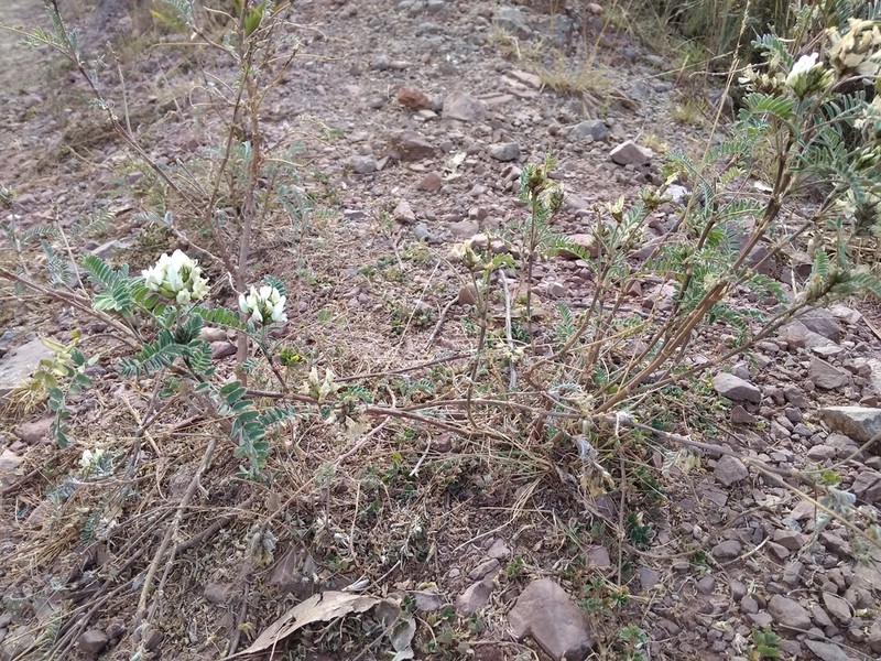 Astragalus garbancillo photo 3