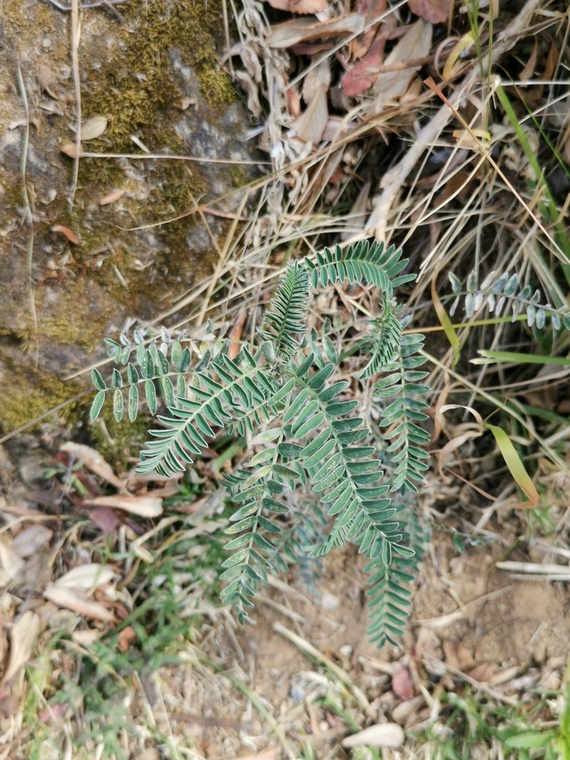 Astragalus garbancillo photo 4
