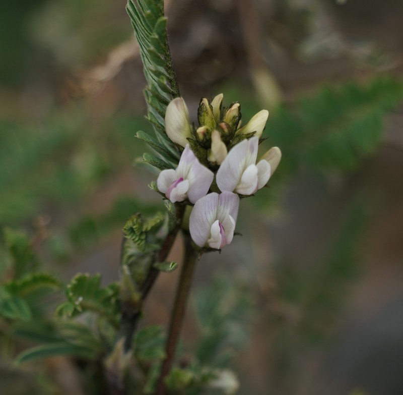 Astragalus garbancillo photo 5