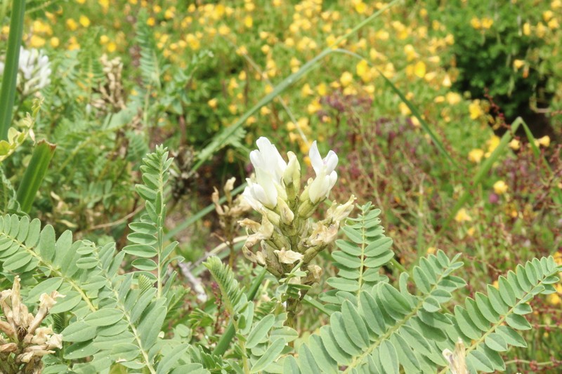 Astragalus garbancillo photo 6