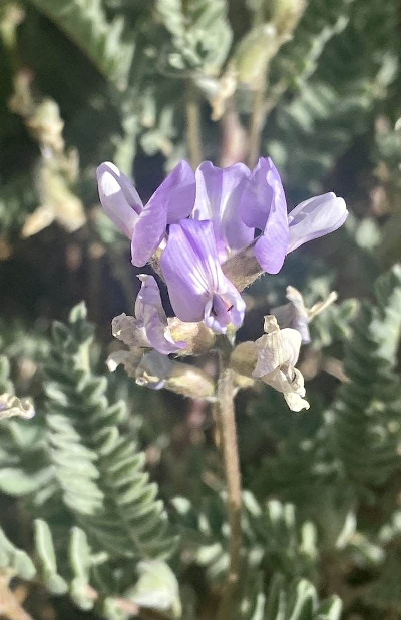 Astragalus garbancillo photo 8