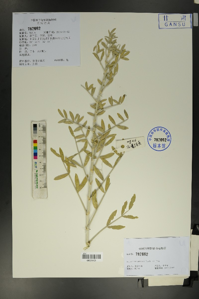 Astragalus gebleri