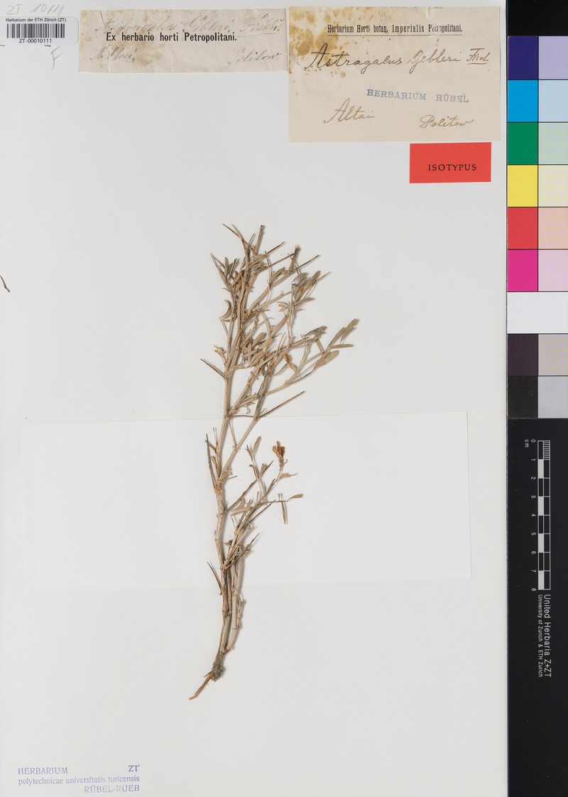 Astragalus gebleri photo 2