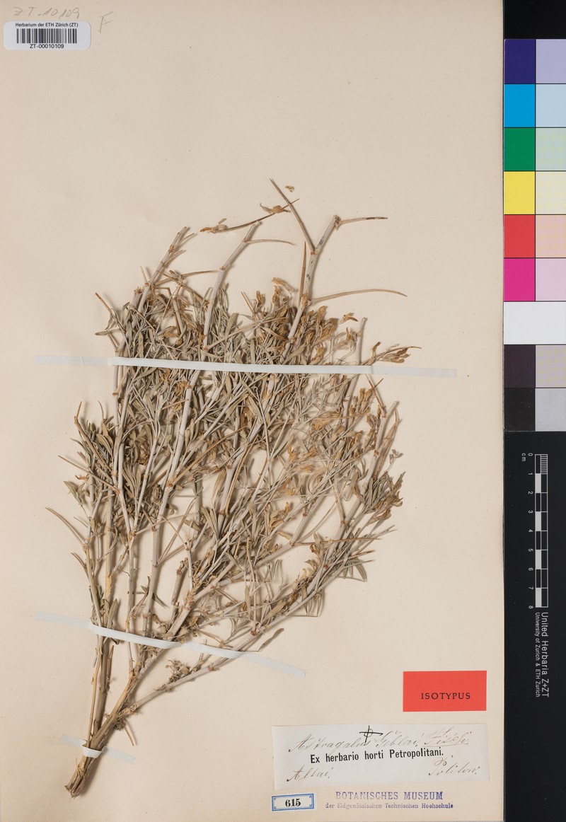 Astragalus gebleri photo 4