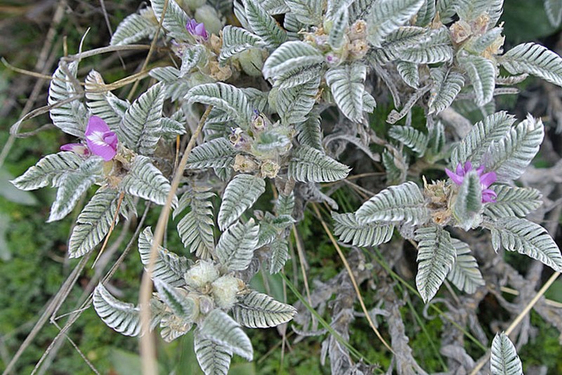 Astragalus geminiflorus