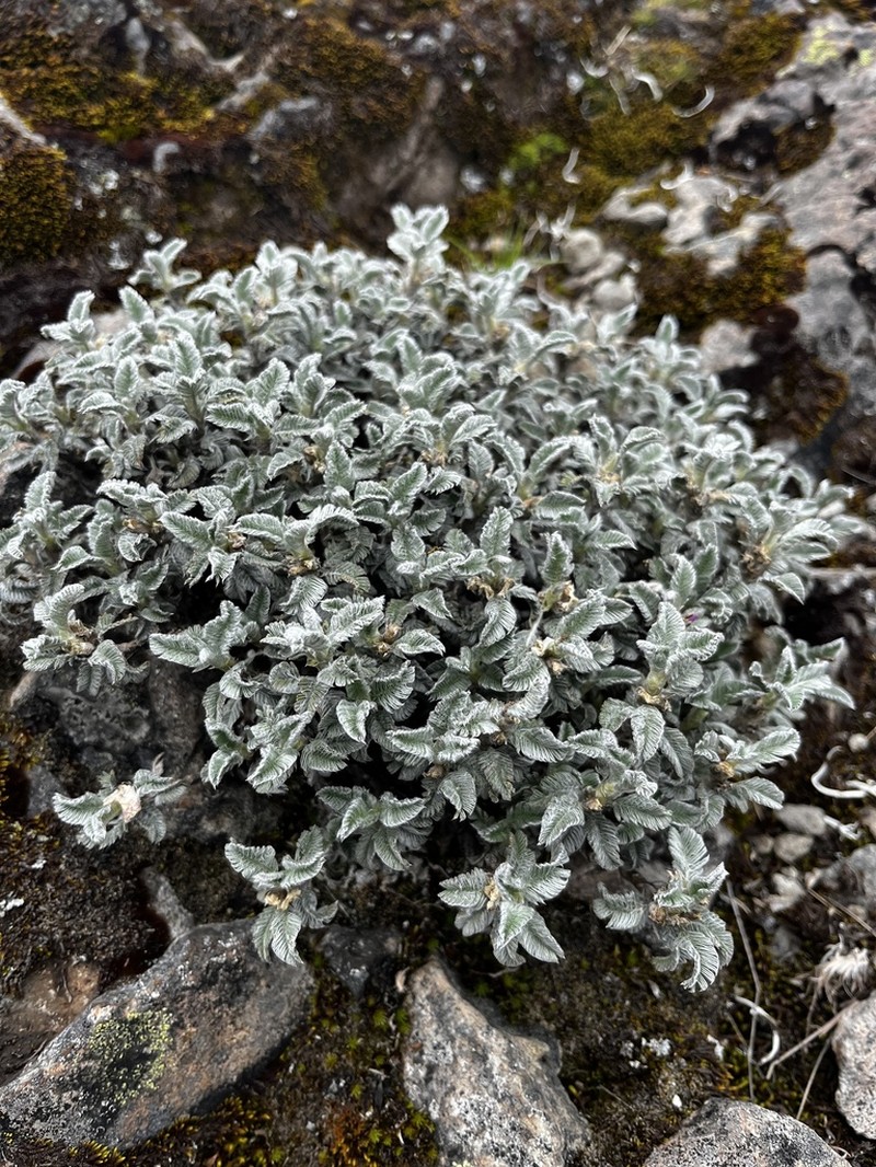 Astragalus geminiflorus photo 2