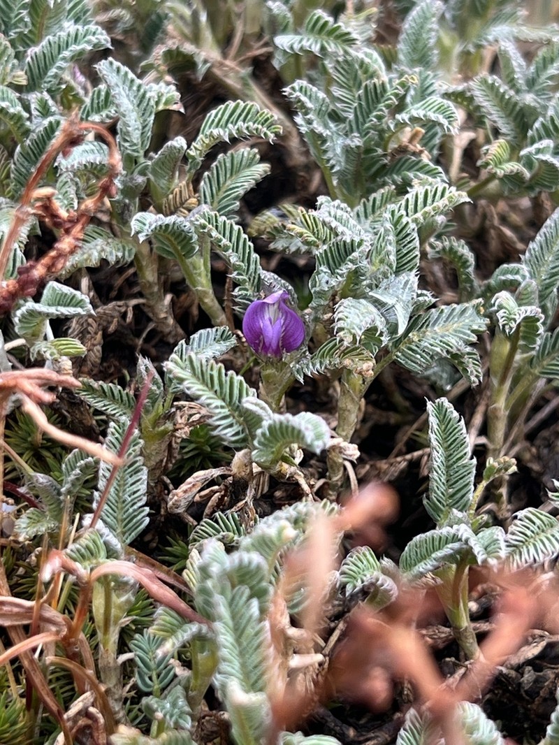Astragalus geminiflorus photo 3