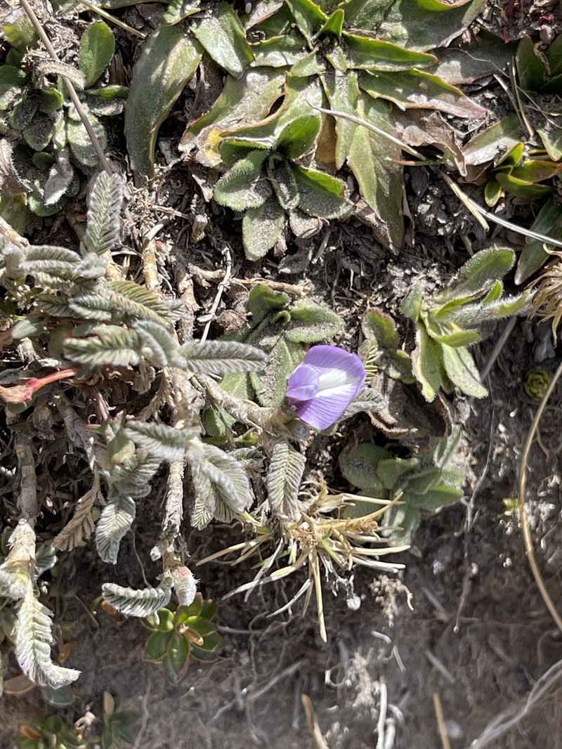 Astragalus geminiflorus photo 4