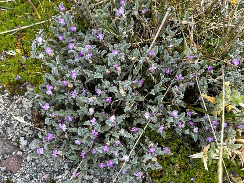 Astragalus geminiflorus photo 5