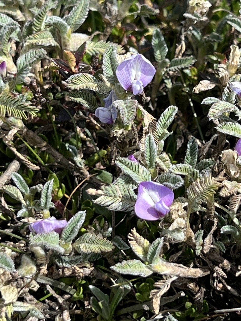 Astragalus geminiflorus photo 6