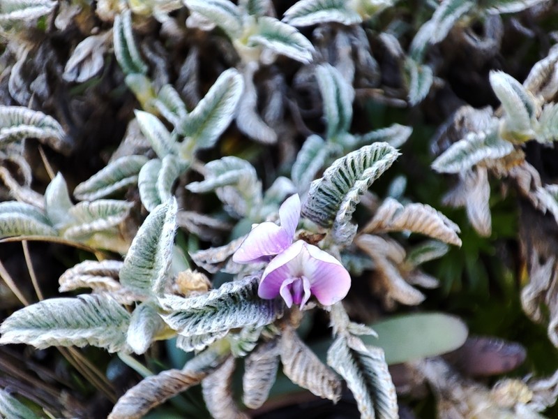 Astragalus geminiflorus photo 7