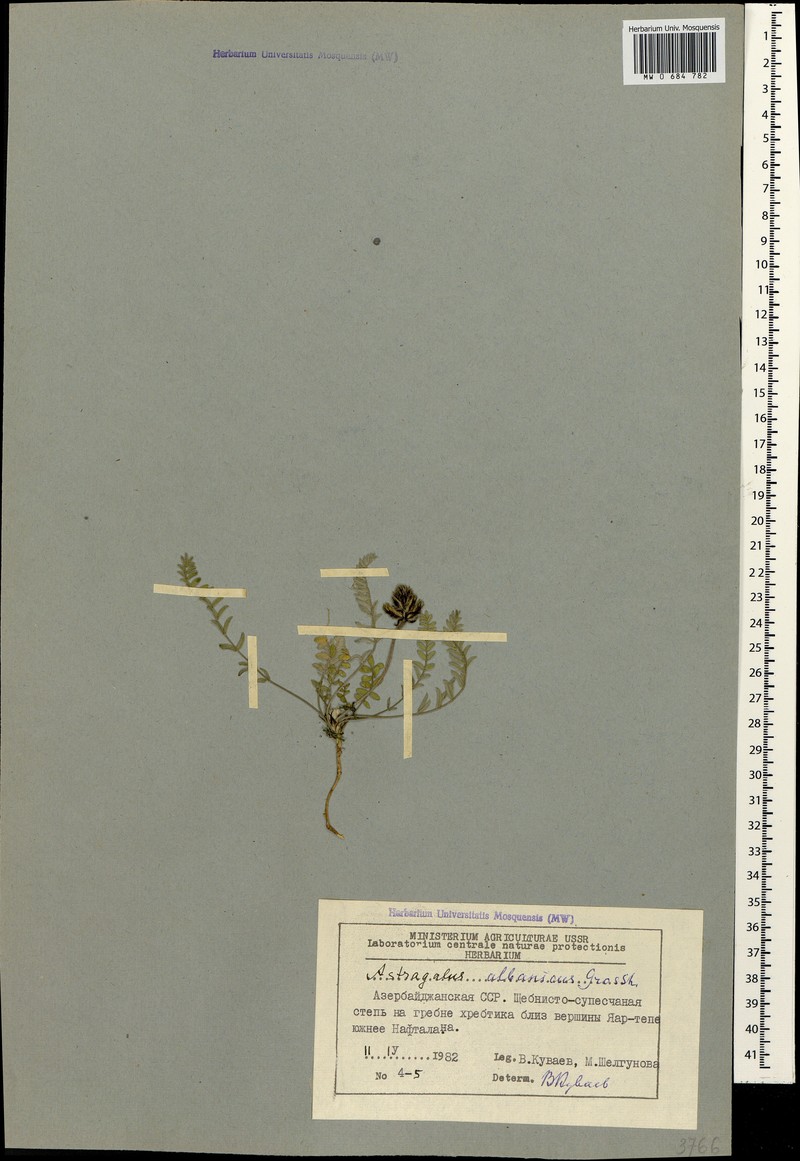 Astragalus geminus