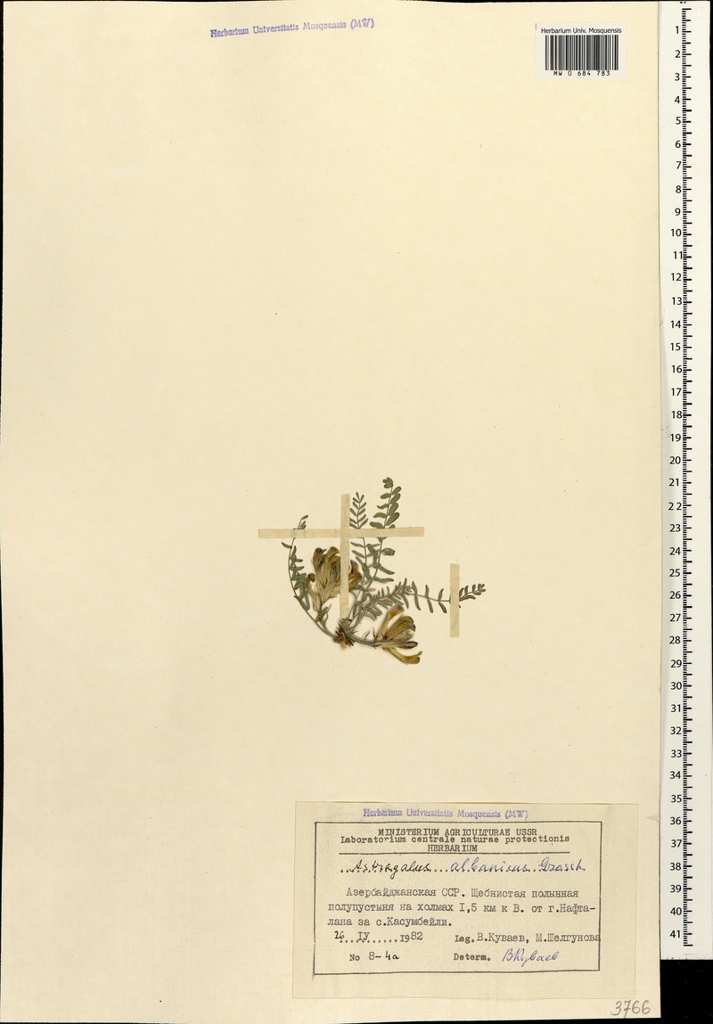 Astragalus geminus photo 2