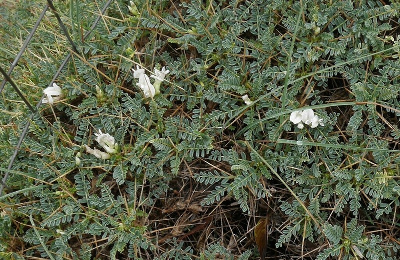 Astragalus genargenteus