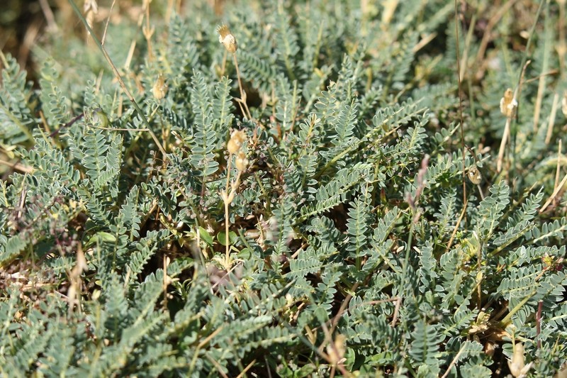 Astragalus genargenteus photo 2
