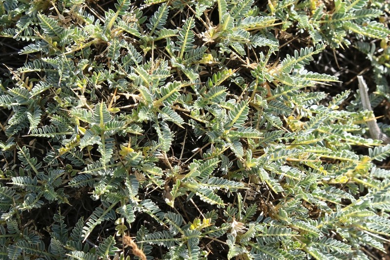 Astragalus genargenteus photo 3