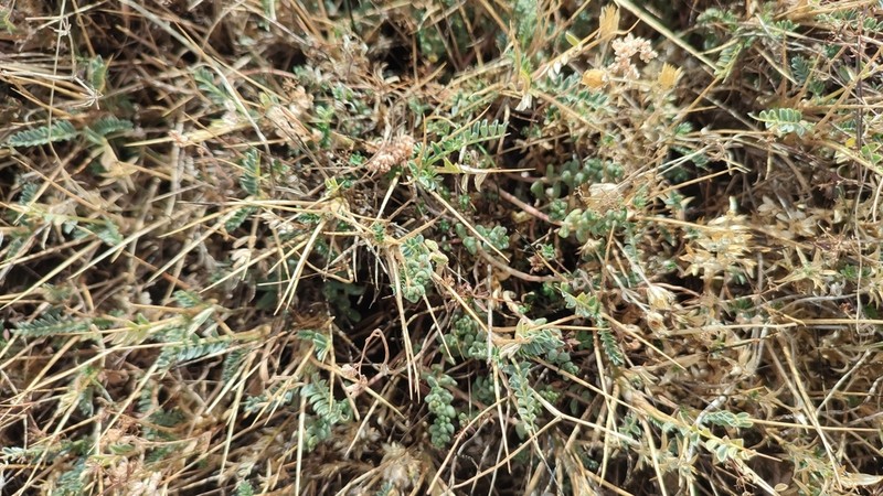 Astragalus genargenteus photo 4
