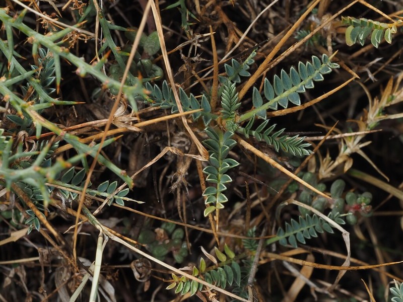 Astragalus genargenteus photo 5