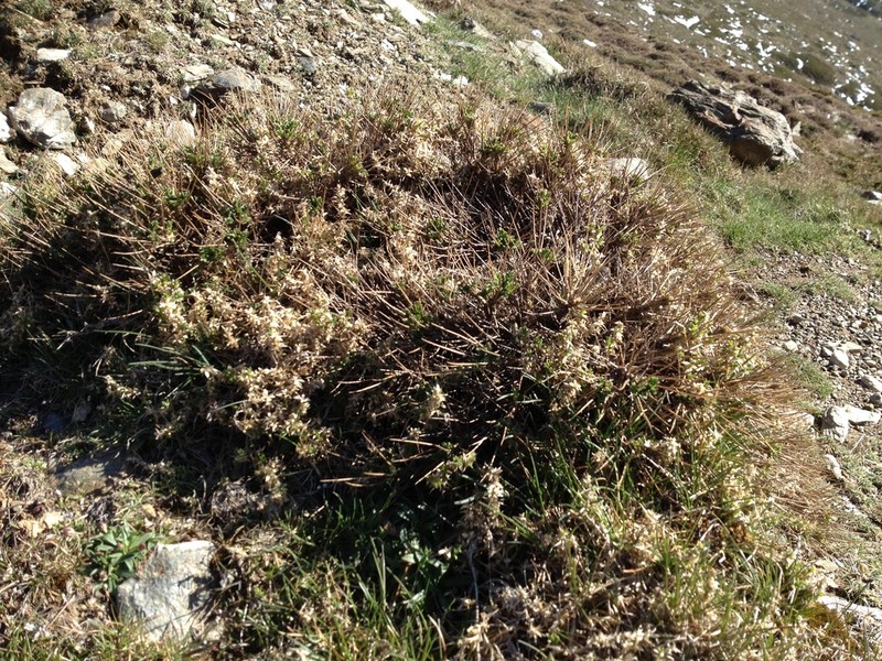 Astragalus genargenteus photo 6