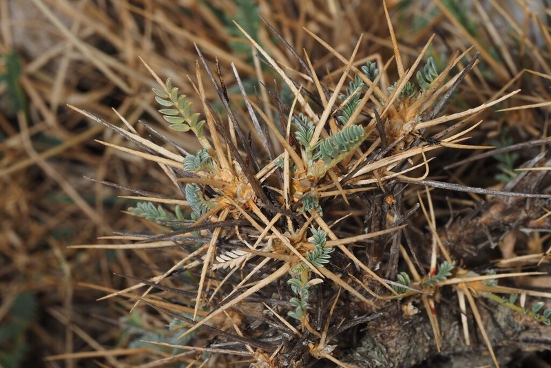 Astragalus genargenteus photo 7