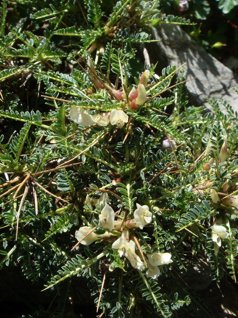 Astragalus genargenteus photo 8