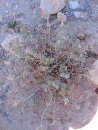 Astragalus geniculatus