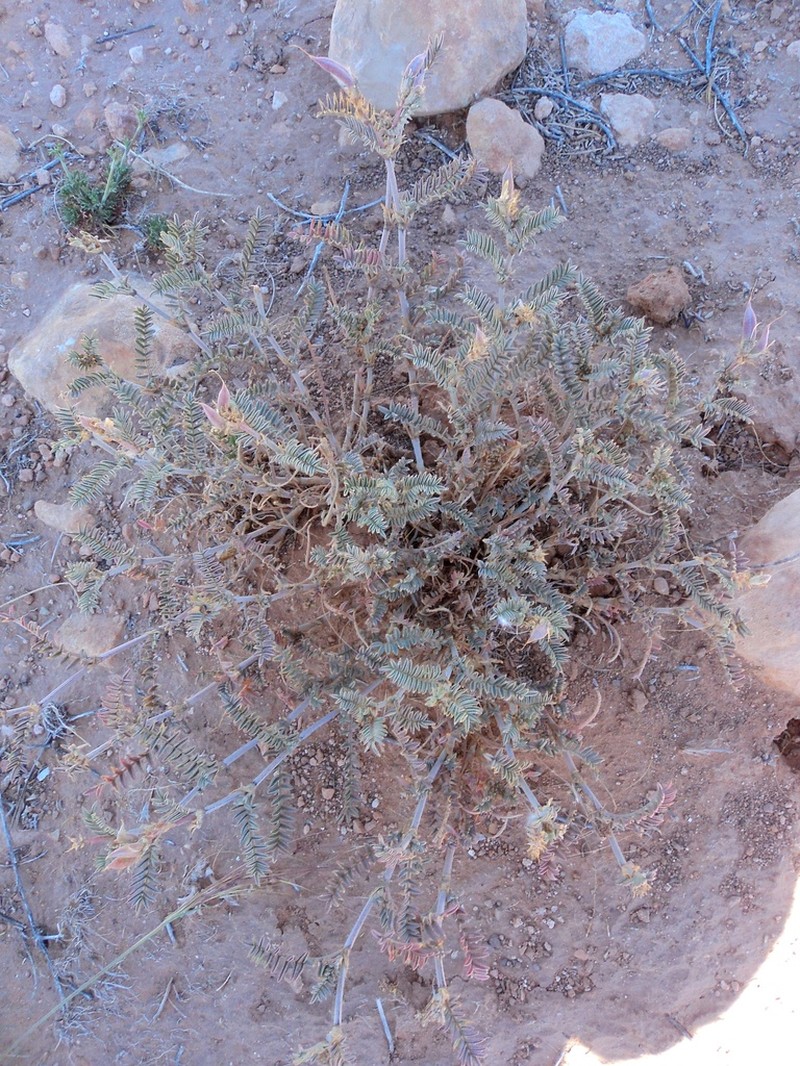 Astragalus geniculatus