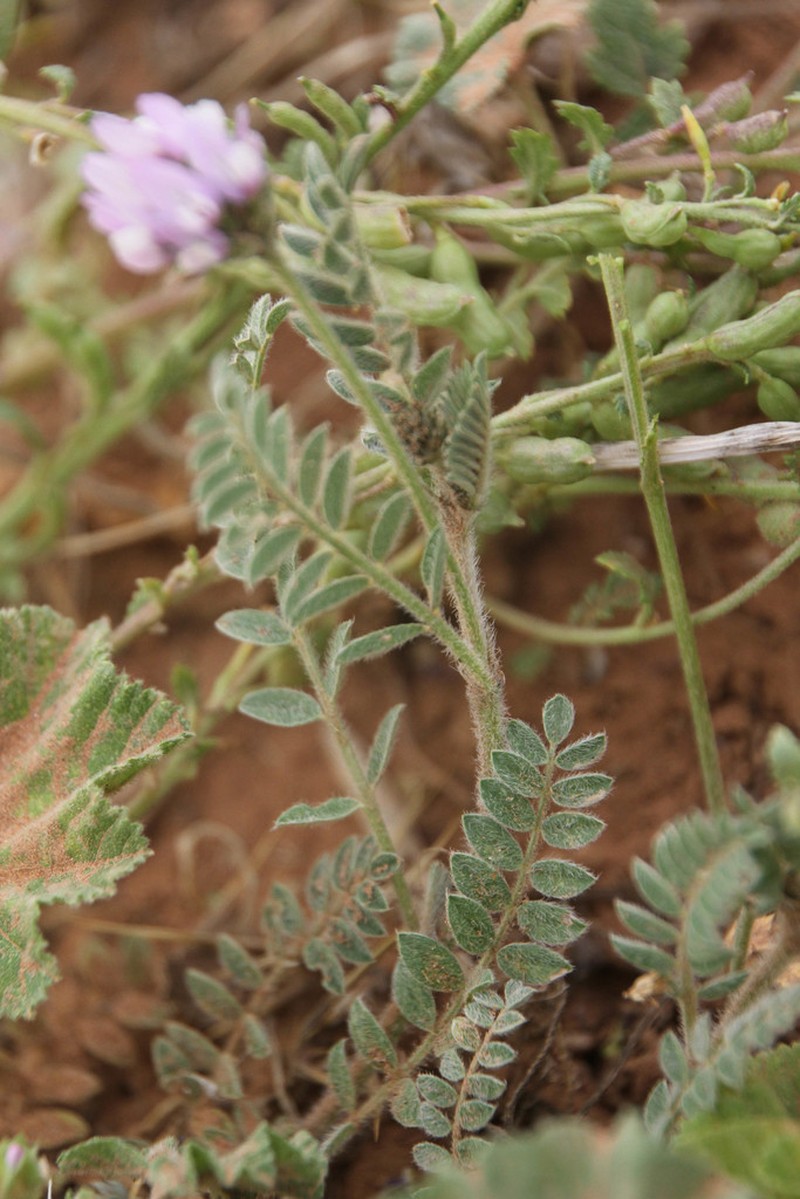 Astragalus geniculatus photo 2