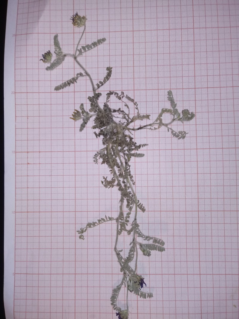 Astragalus geniculatus photo 3