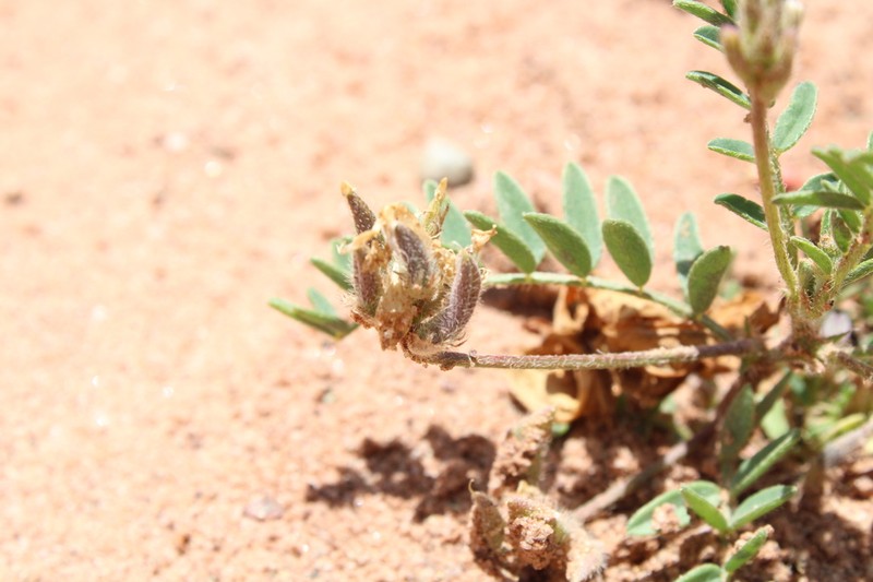 Astragalus geniculatus photo 4
