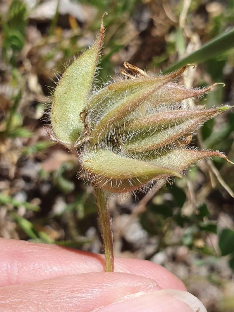 Astragalus geniculatus photo 5