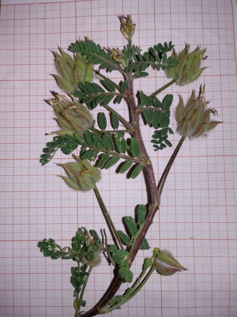 Astragalus geniculatus photo 8