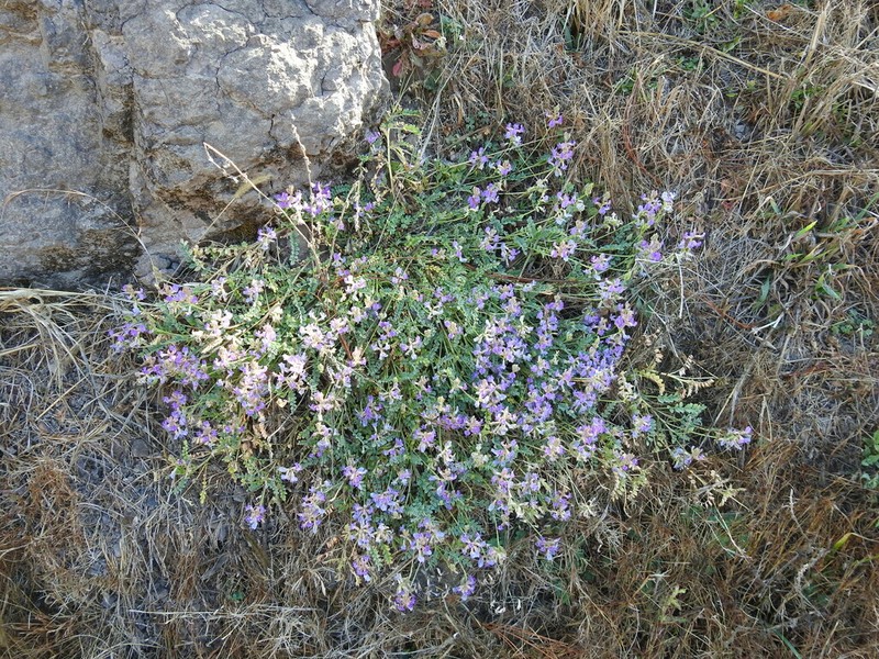 Astragalus gentryi