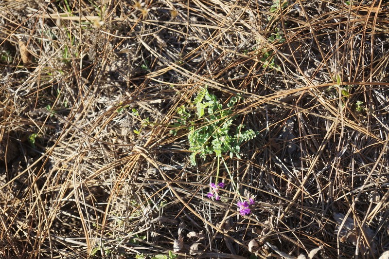 Astragalus gentryi photo 2