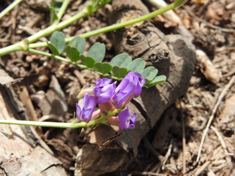 Astragalus gentryi photo 3