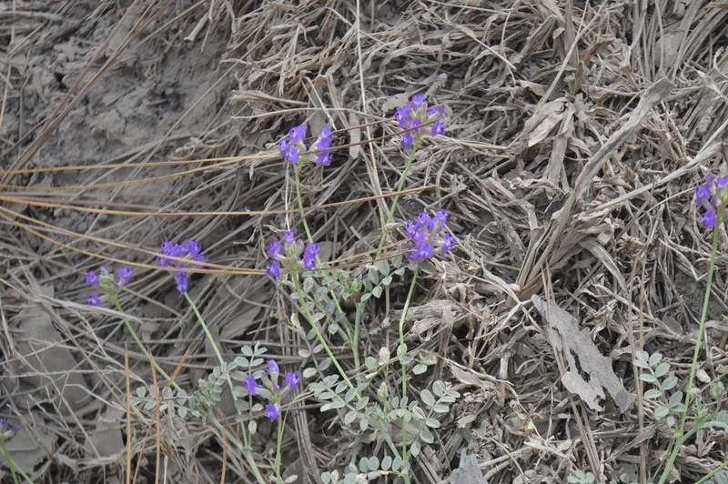 Astragalus gentryi photo 4