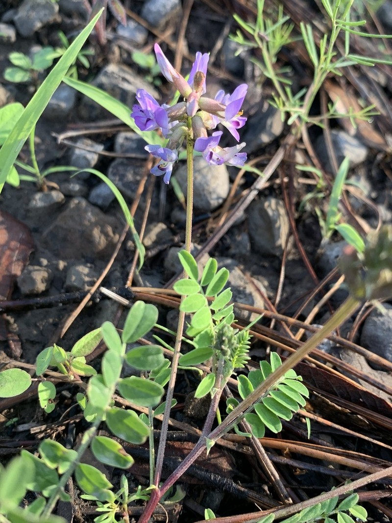 Astragalus gentryi photo 5