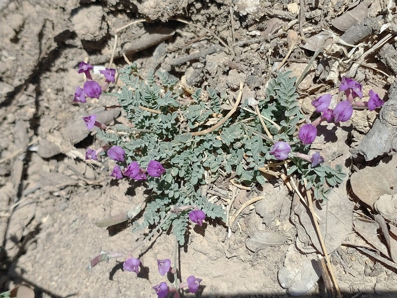 Astragalus gentryi photo 6