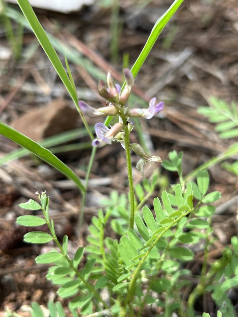 Astragalus gentryi photo 7
