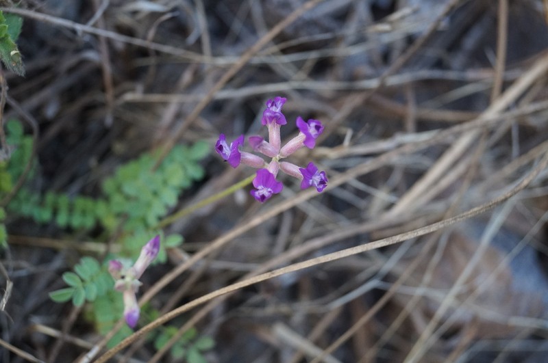 Astragalus gentryi photo 8