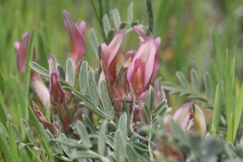 Astragalus geocyamus