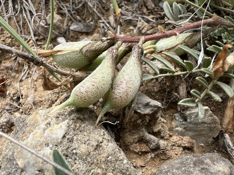 Astragalus geocyamus photo 2