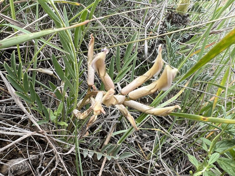 Astragalus geocyamus photo 3