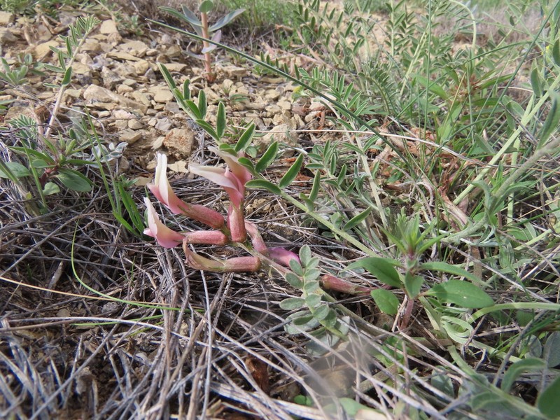 Astragalus geocyamus photo 4