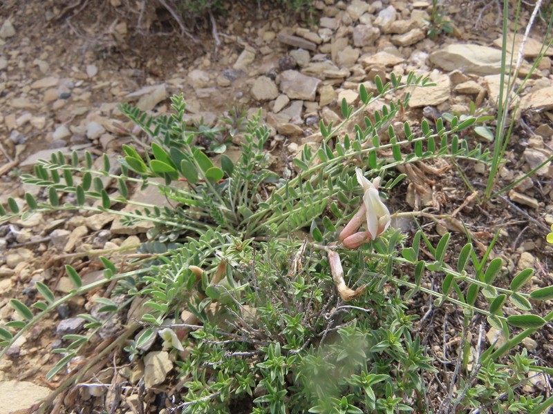 Astragalus geocyamus photo 5